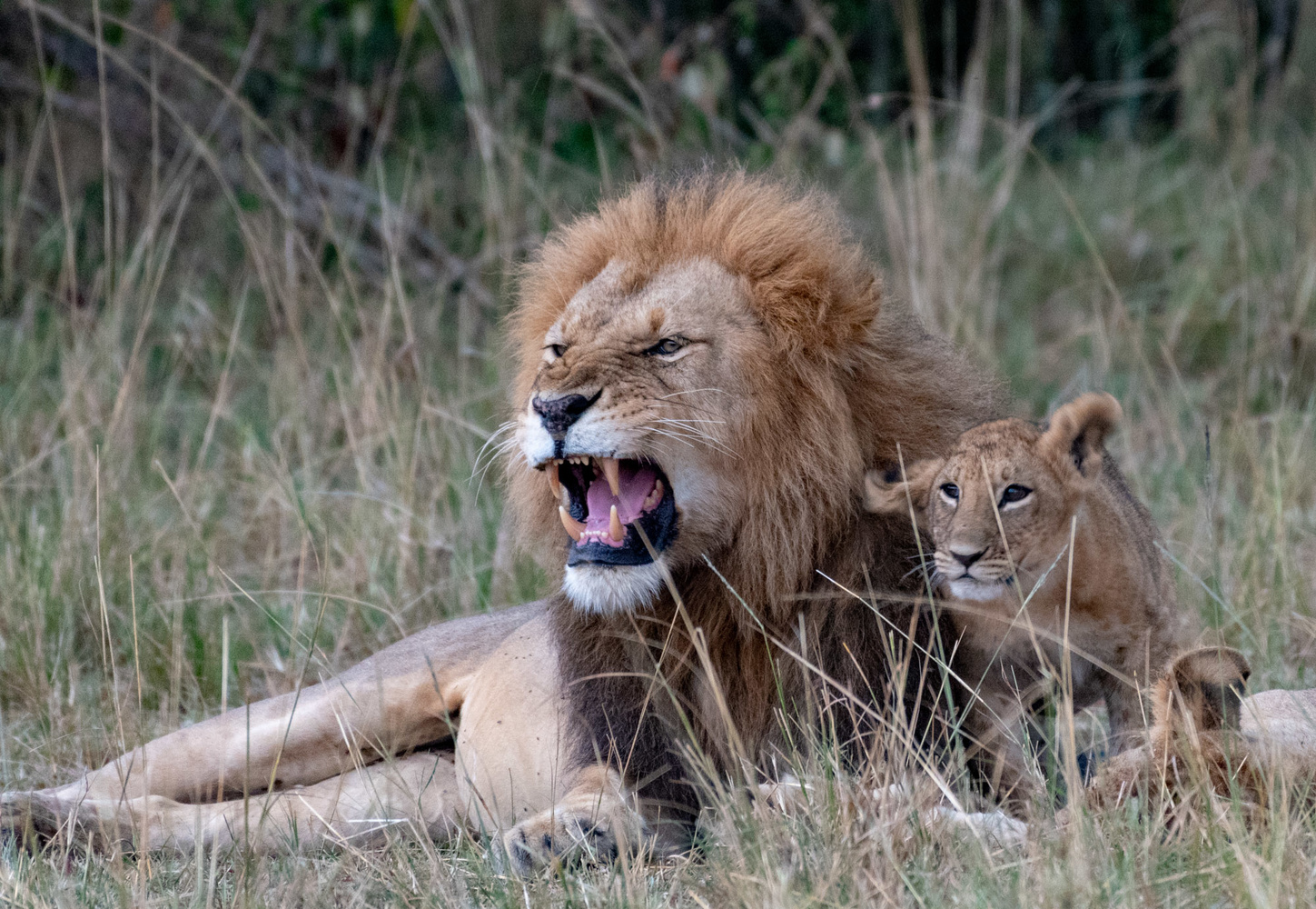 Safari Amboseli, Nakuru & Masaï Mara