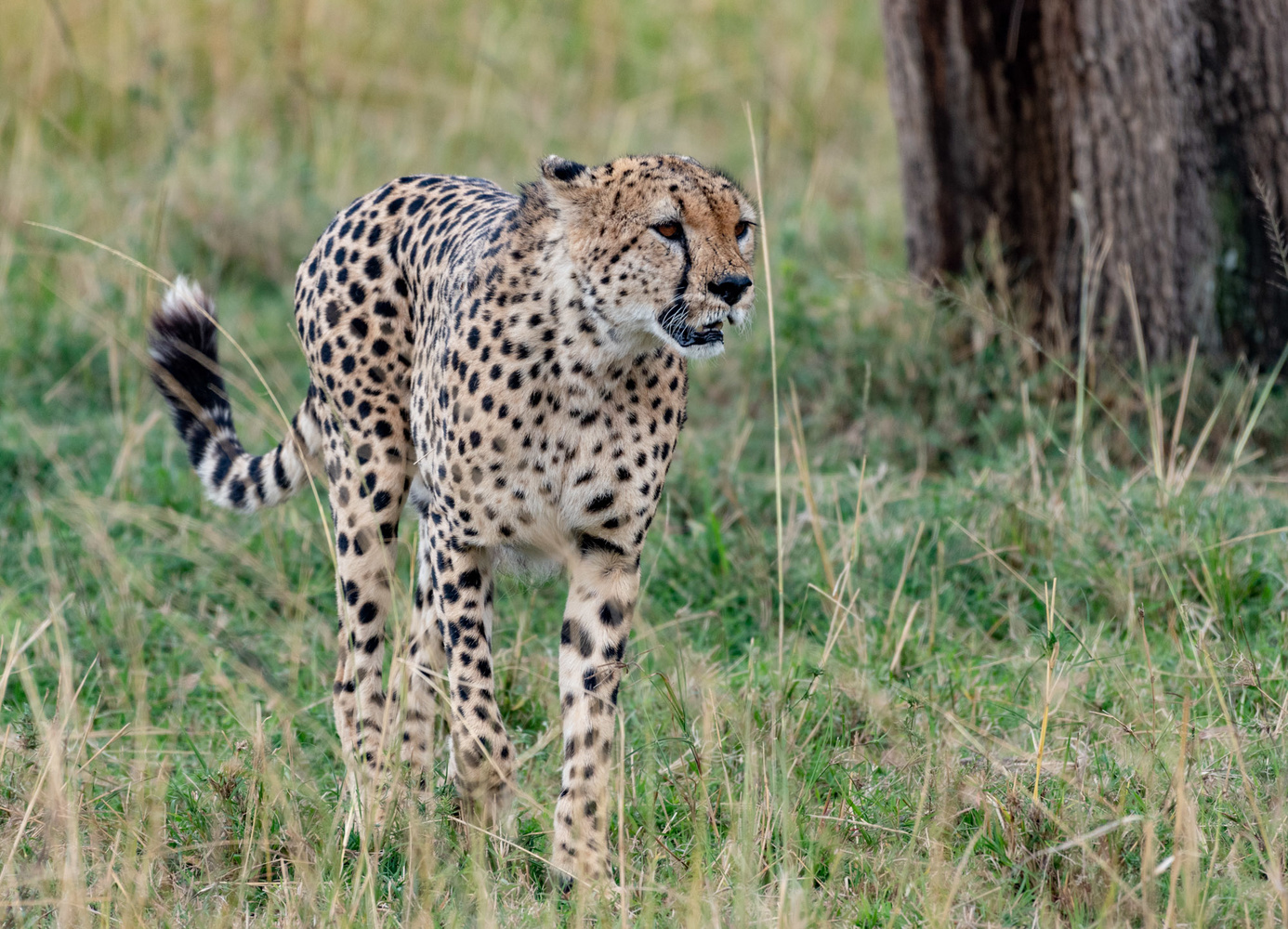 Safari Samburu, Nakuru & Masaï Mara