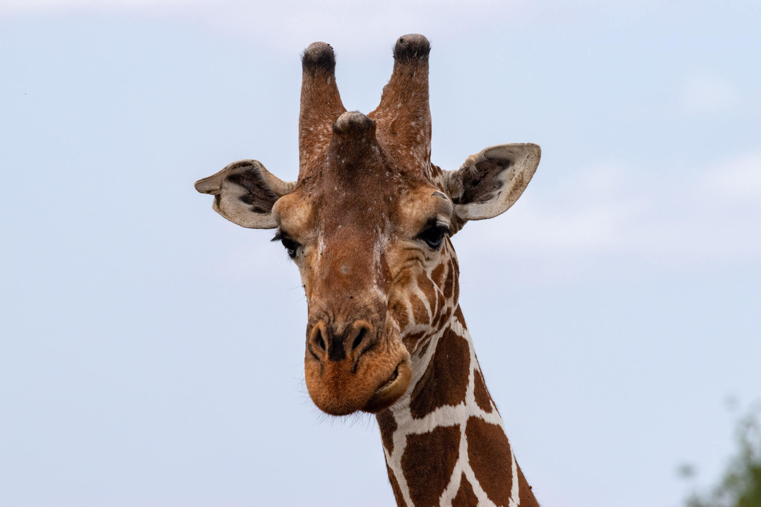 Safari Ol Donyo Sabuk, Sagana, Meru, Samburu