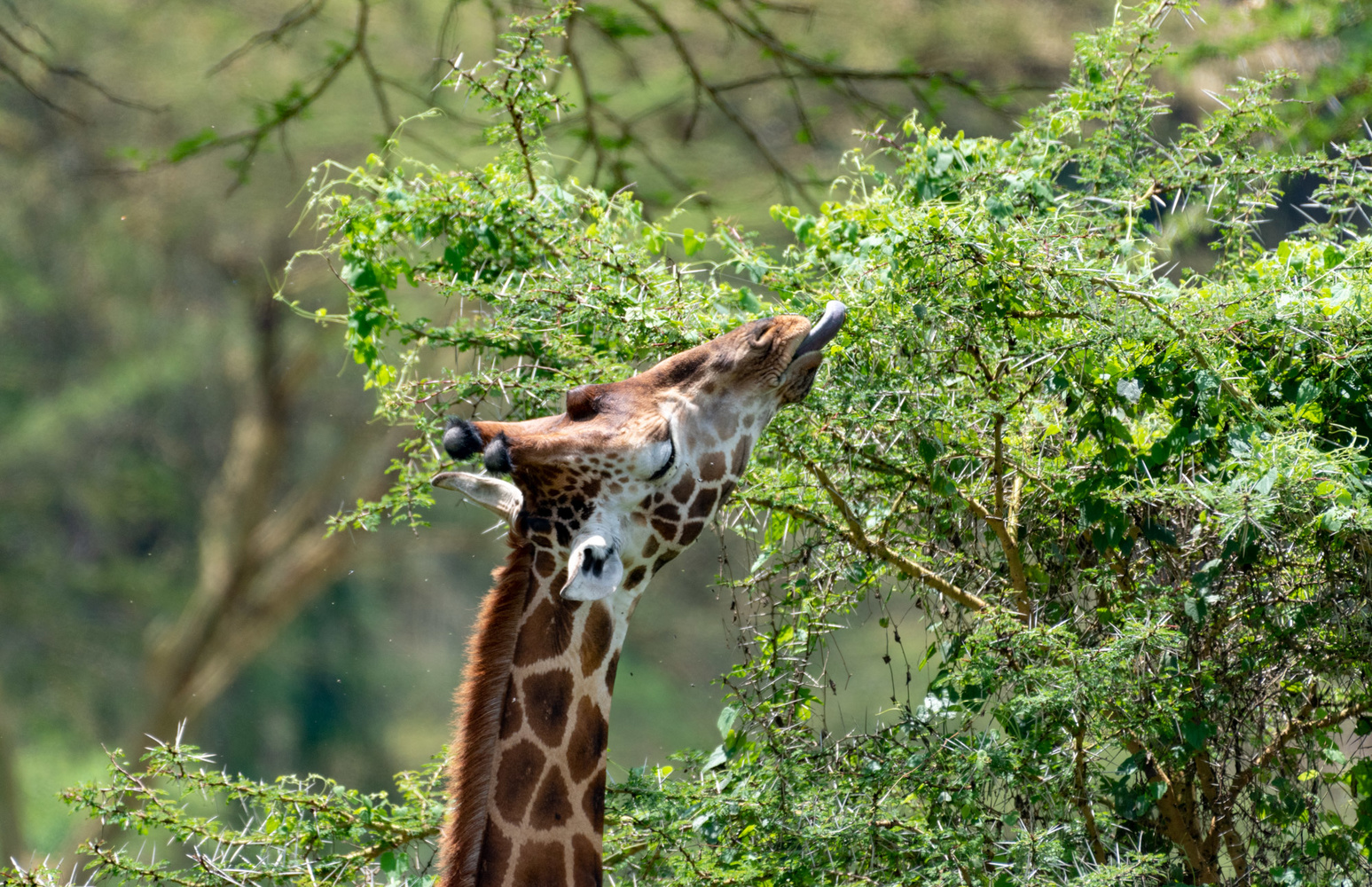 Safari, Hiking and Eco-Tourism in Kenya