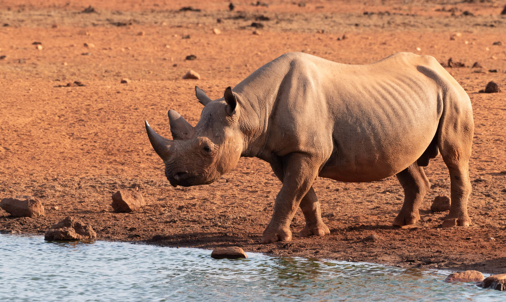 Southern Kenya's great parks, 100% safari