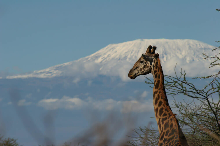 Giraffe with the Kilimandjaro