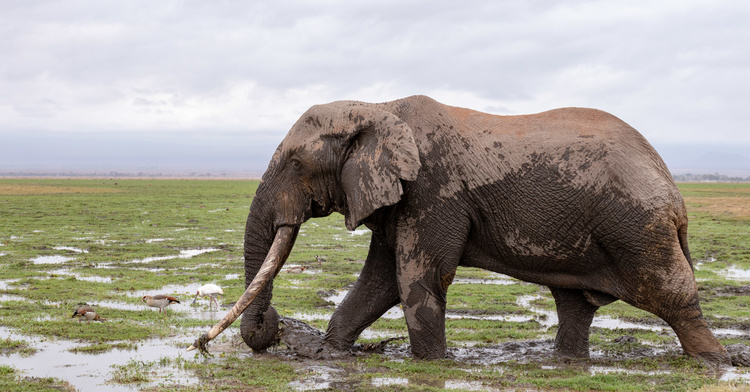 Elephant at Amboseli in Kenya