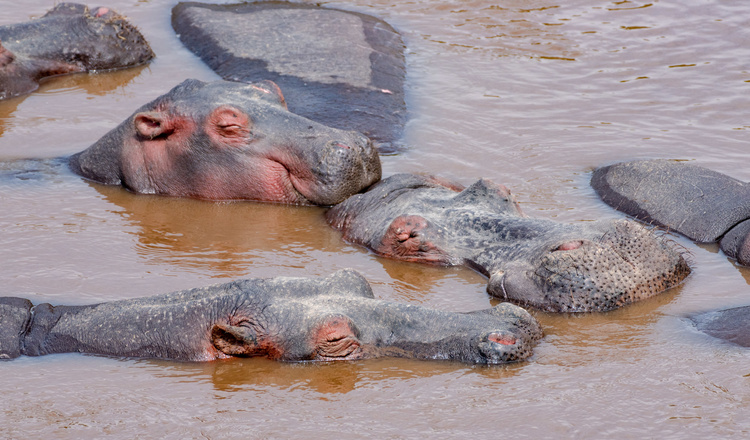 Hippos in Kenya