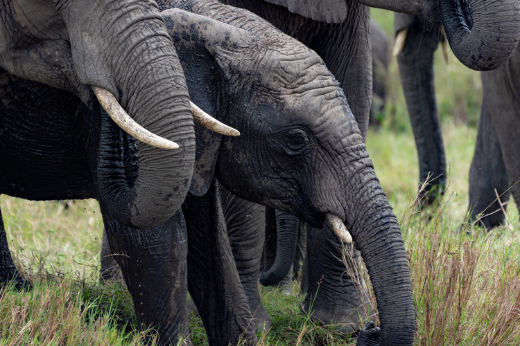 Elephants in Masai Mara