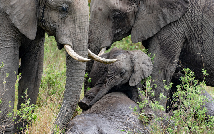 Elephants in Masai Mara