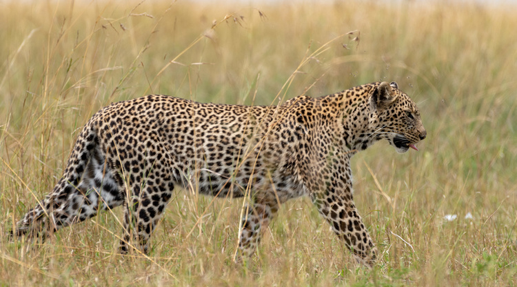 Leopard in Kenya