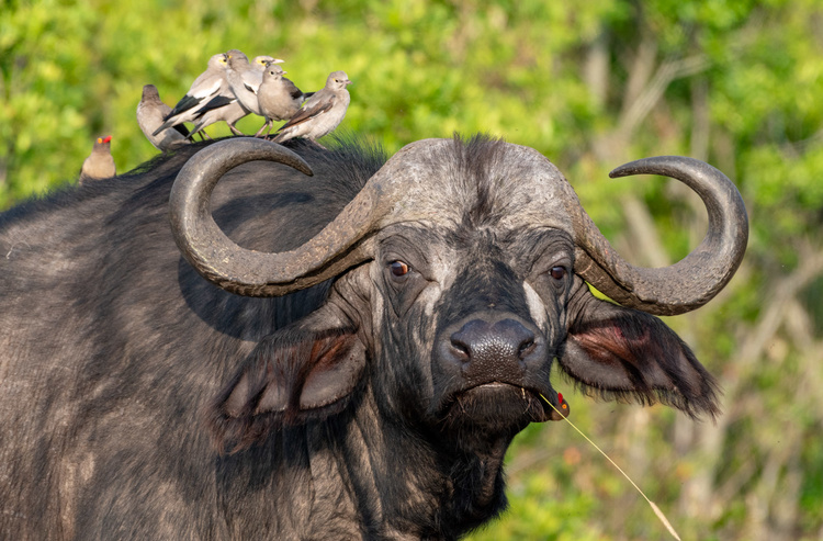 Buffalo in Kenya