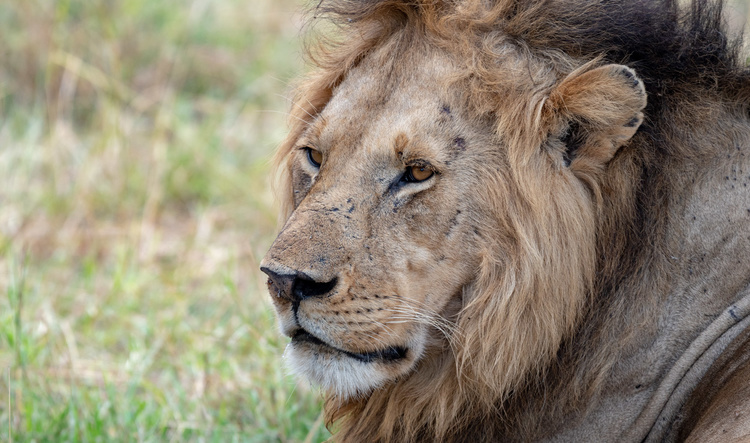 Game drive in Kenya