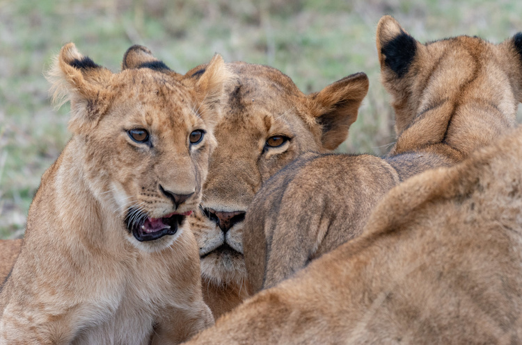 Lion in Masai Mara in Kenya