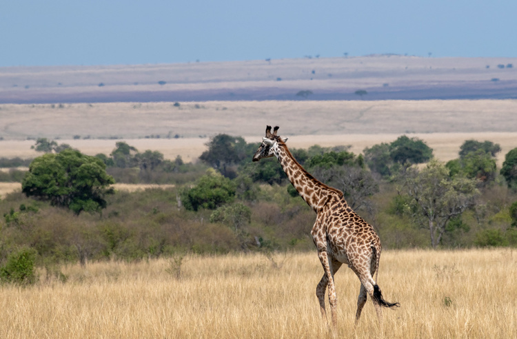 Giraffe in Kenya