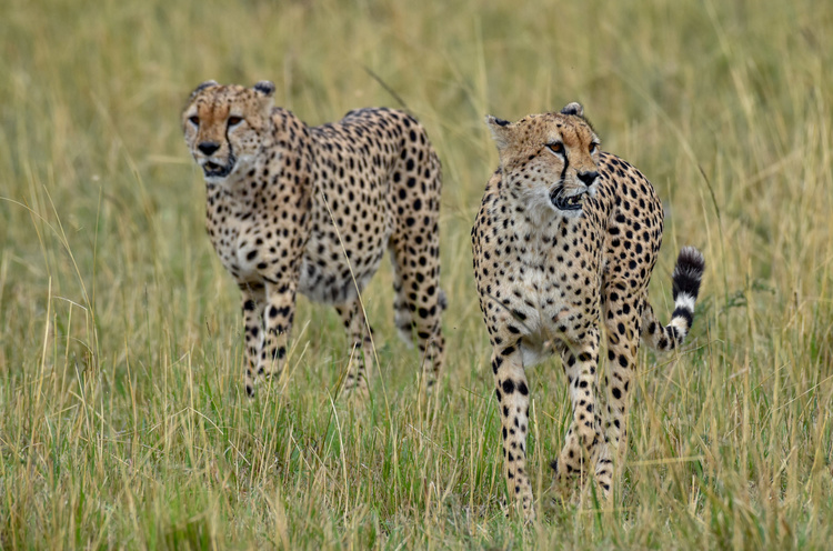 Cheetahs in Kenya