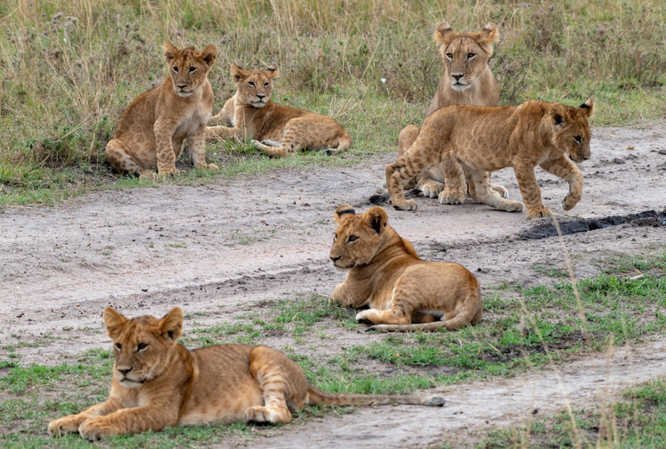 Lion in Masaï Mara