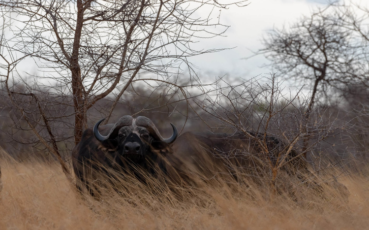 Buffalo in Meru