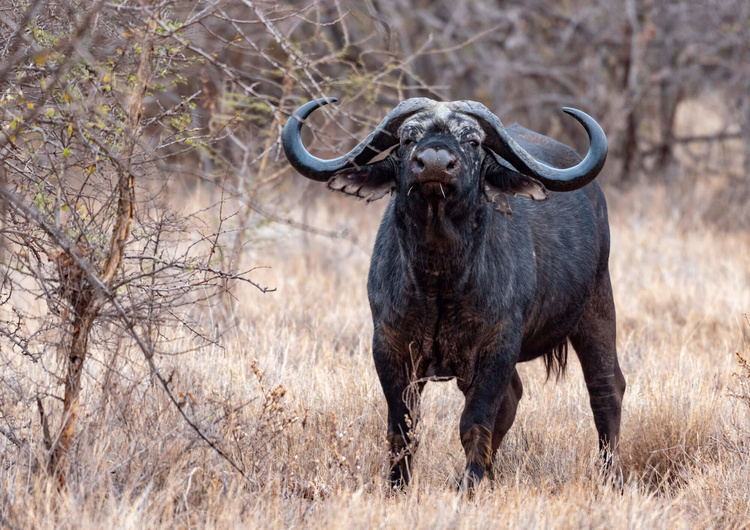 Buffalo in safari in Kenya