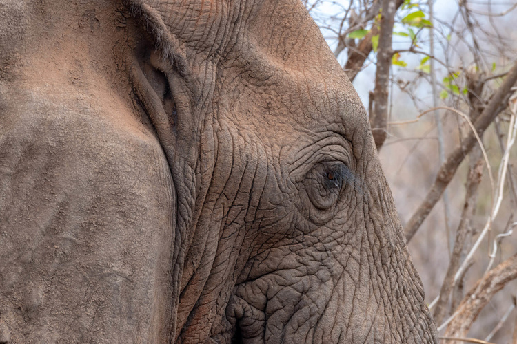 Elephant in Kenya