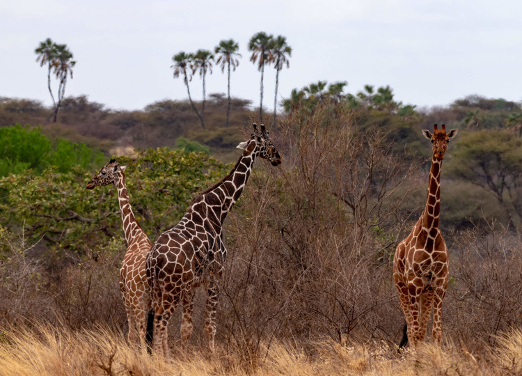 Giraffe in Kenya