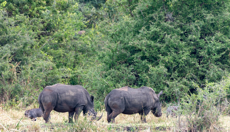 Rhinoceros on game drive