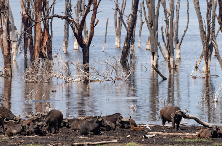 Buffalos at Nakuru