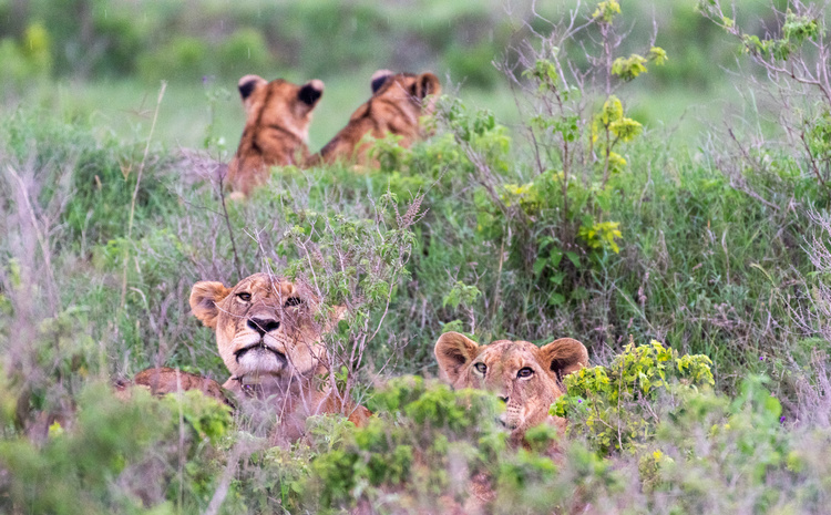 Game drive in Nakuru in Kenya