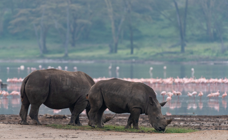 Rhinoceros at Nakuru