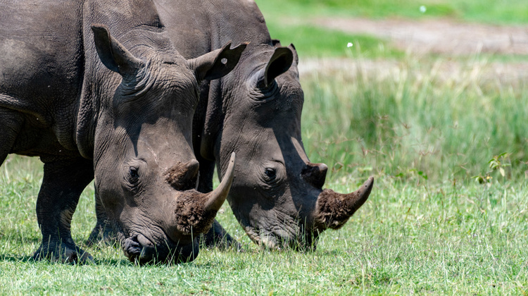 Rhinoceros in Kenya