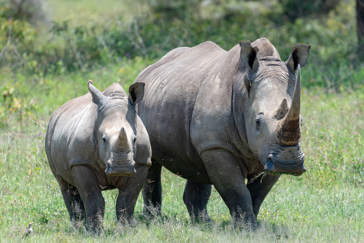 Rhinocéros during your safari in Kenya