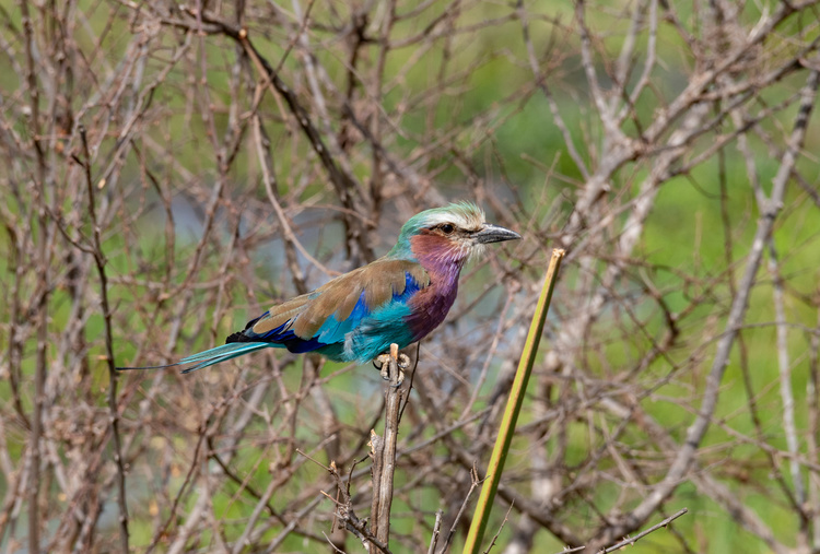 Lilac Breasted Roller in Kenya