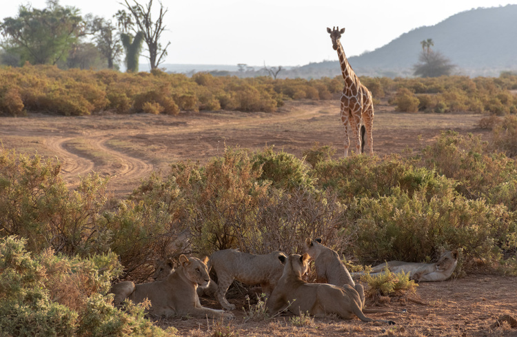 Giraffe and lions at Samburu