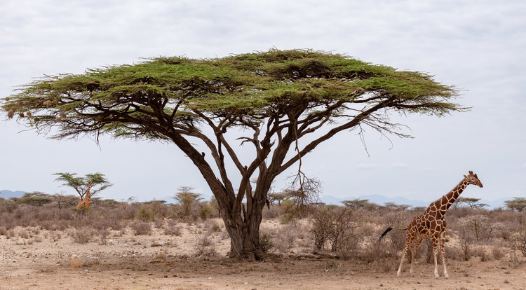 Samburu park in Kenya