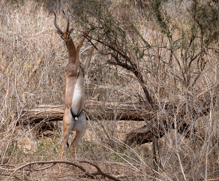 Gazelle giraffe in Kenya