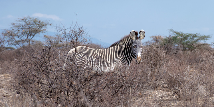 Grevy zebra in Samburu in Kenya