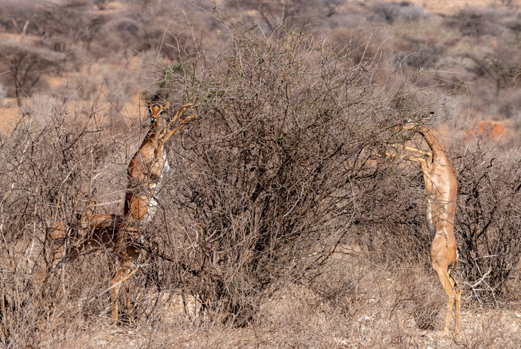 Gazelle giraffe In Kenya