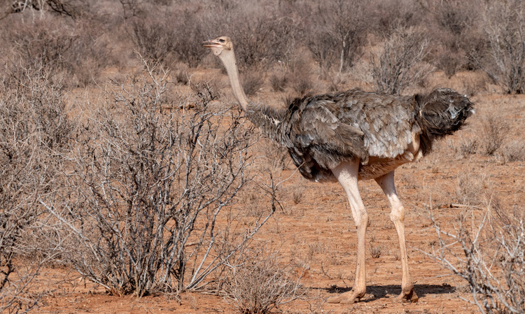 Blue-Necked Somali ostrich in Kenya