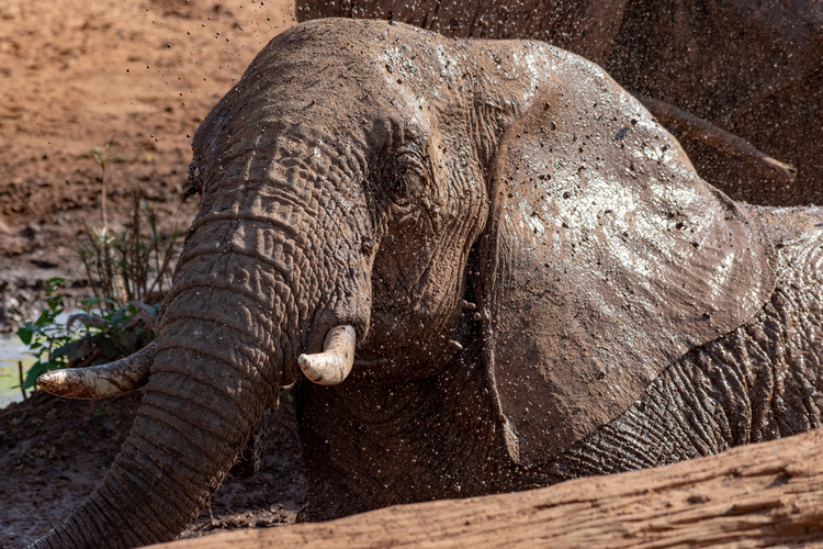 Elephant at Samburu in Kenya