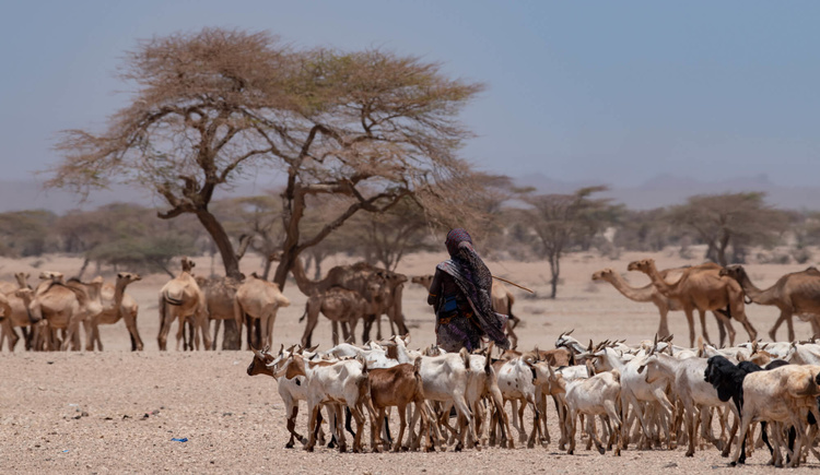 Herd in the Chalbi desert