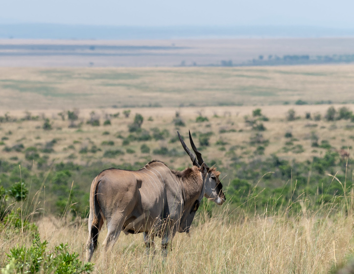 Masaï Mara landscape ©Jade Sea Journeys