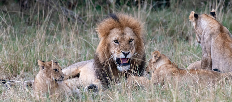 Lions in Masaï Mara ©Jade Sea Journeys